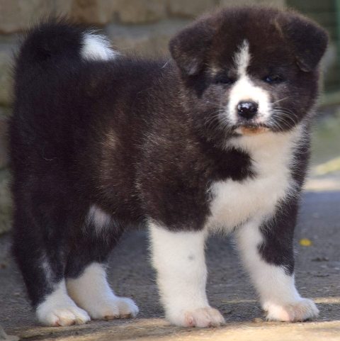 oglasi, Akita Inu tenad